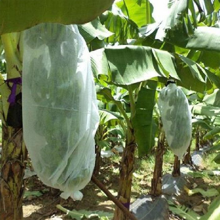 Non Woven Fruit Protection Cover